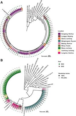 Dickeya fangzhongdai was prevalent and caused taro soft rot when coexisting with the Pectobacterium complex, with a preference for Araceae plants